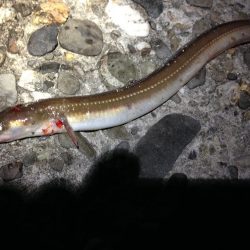 タチウオ爆釣、そしてカマスにアナゴ!よく釣れた!